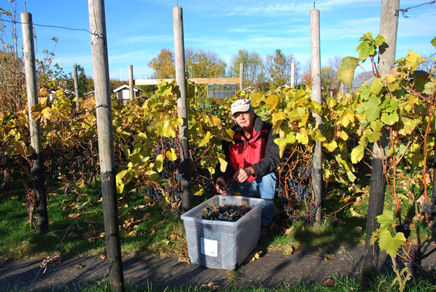 vinhøst i AmarOne 2015